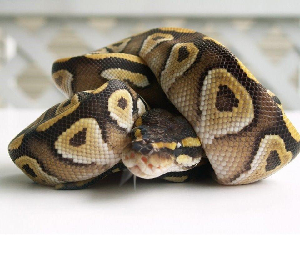 Banana Ball Python Wallpapers