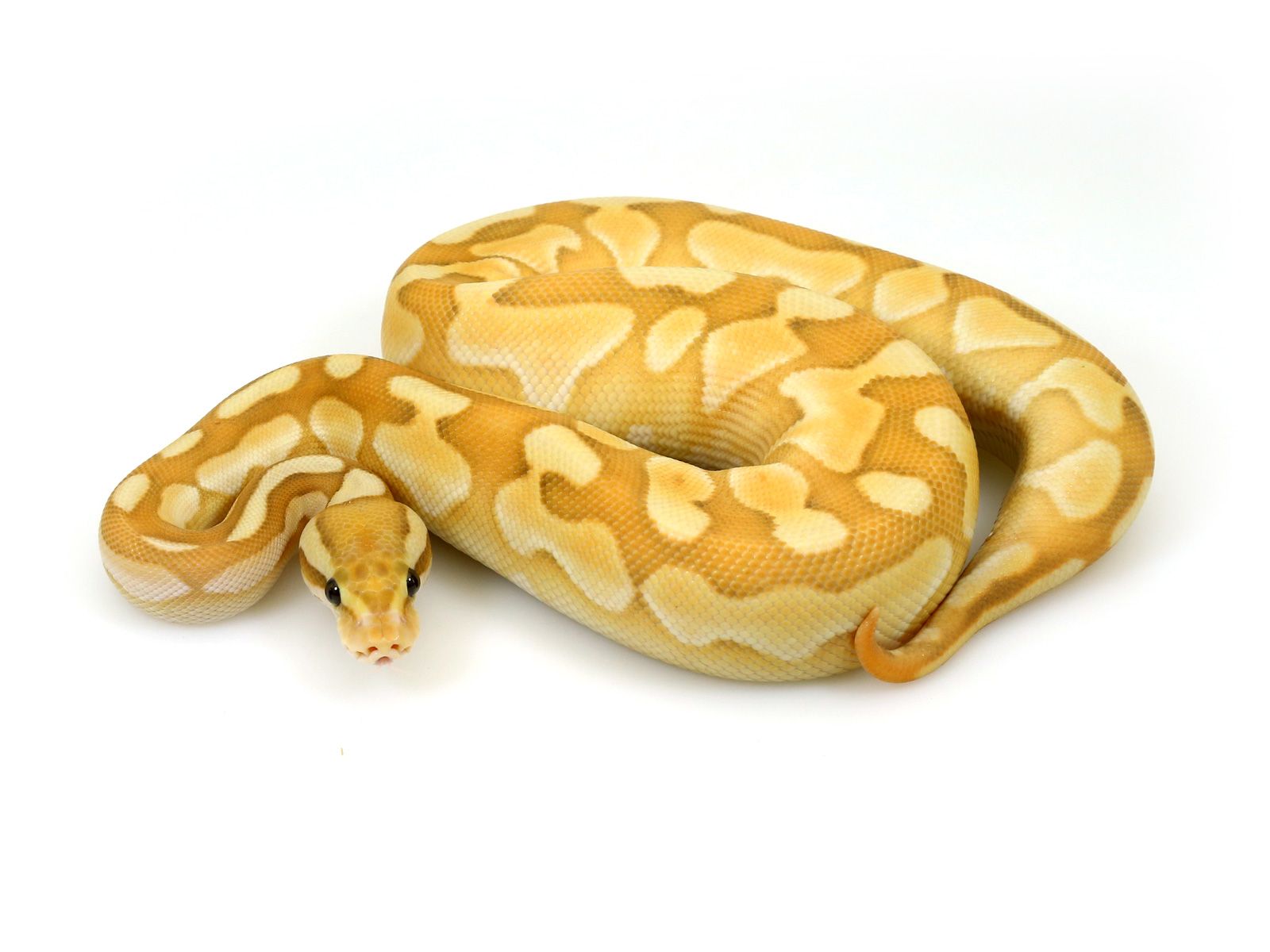 Banana Ball Python Wallpapers