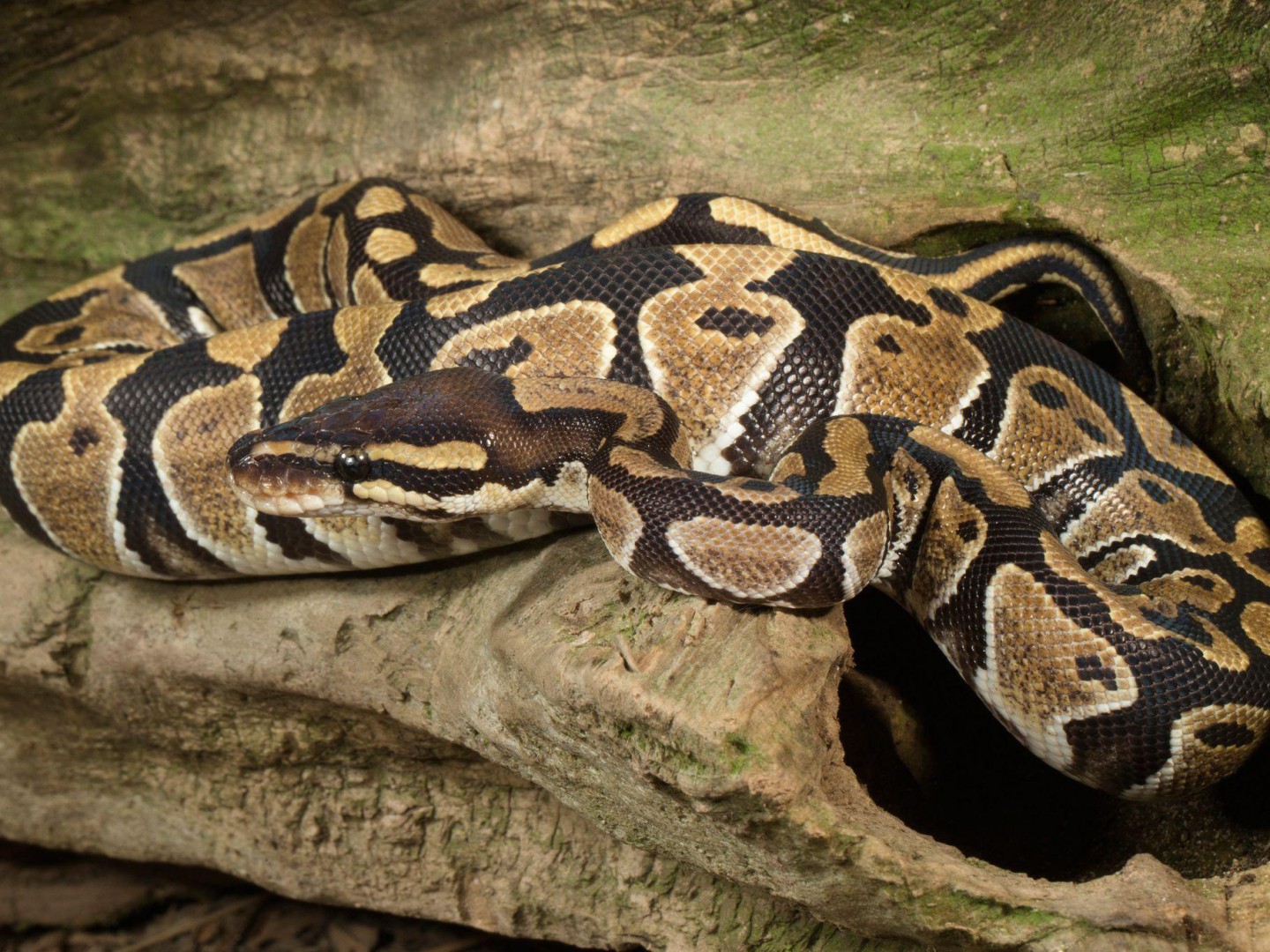 Banana Ball Python Wallpapers