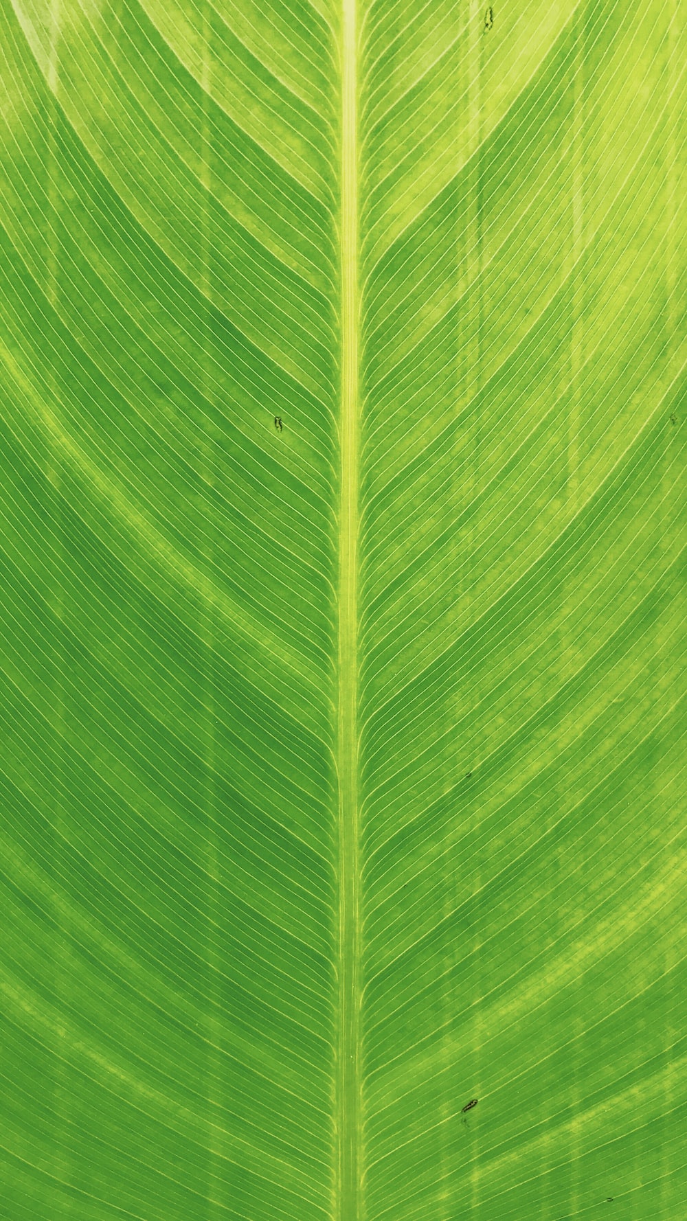 Banana Leaf Wallpapers
