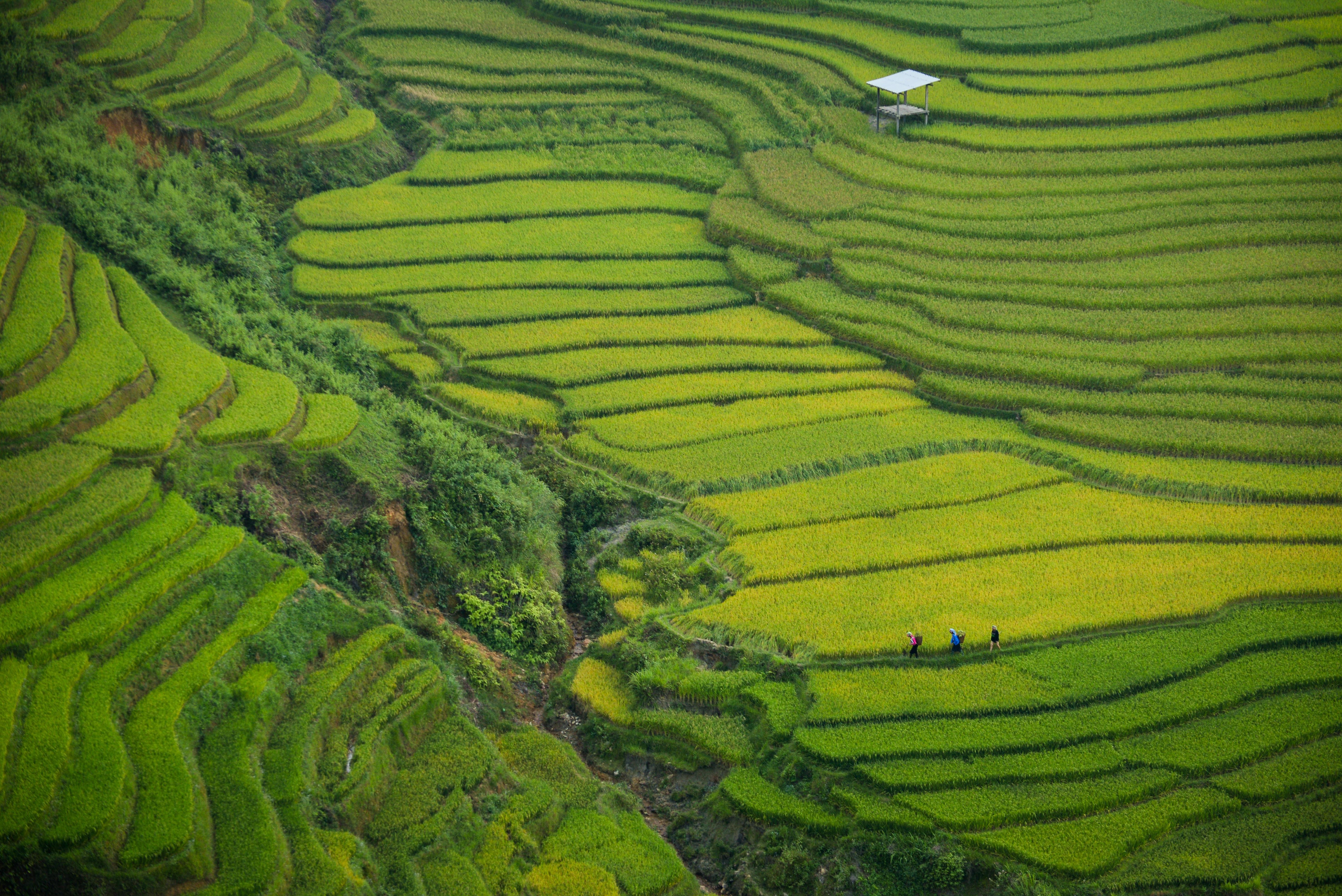 Banaue Wallpapers