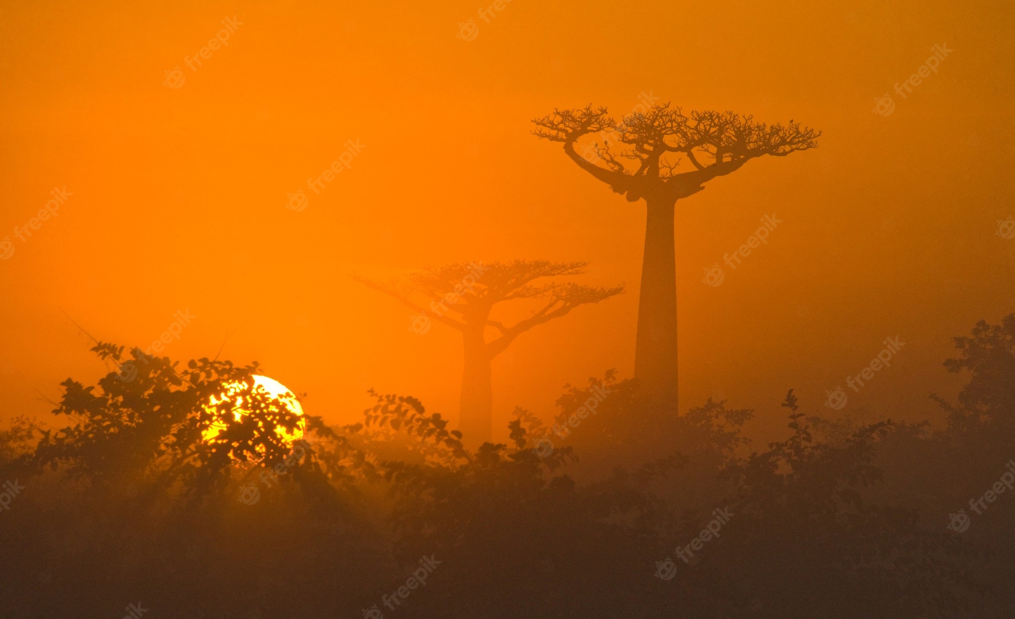 Baobab Tree Wallpapers