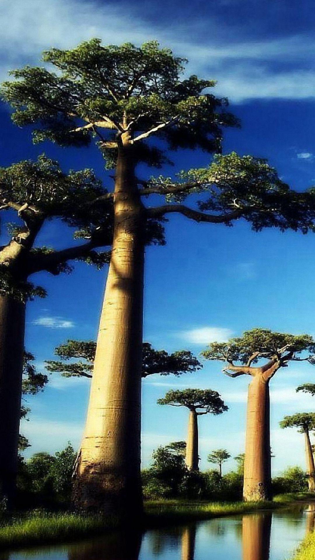 Baobab Tree Wallpapers