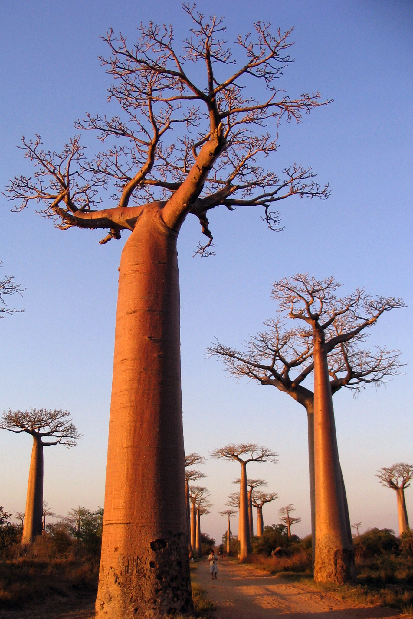 Baobab Tree Wallpapers