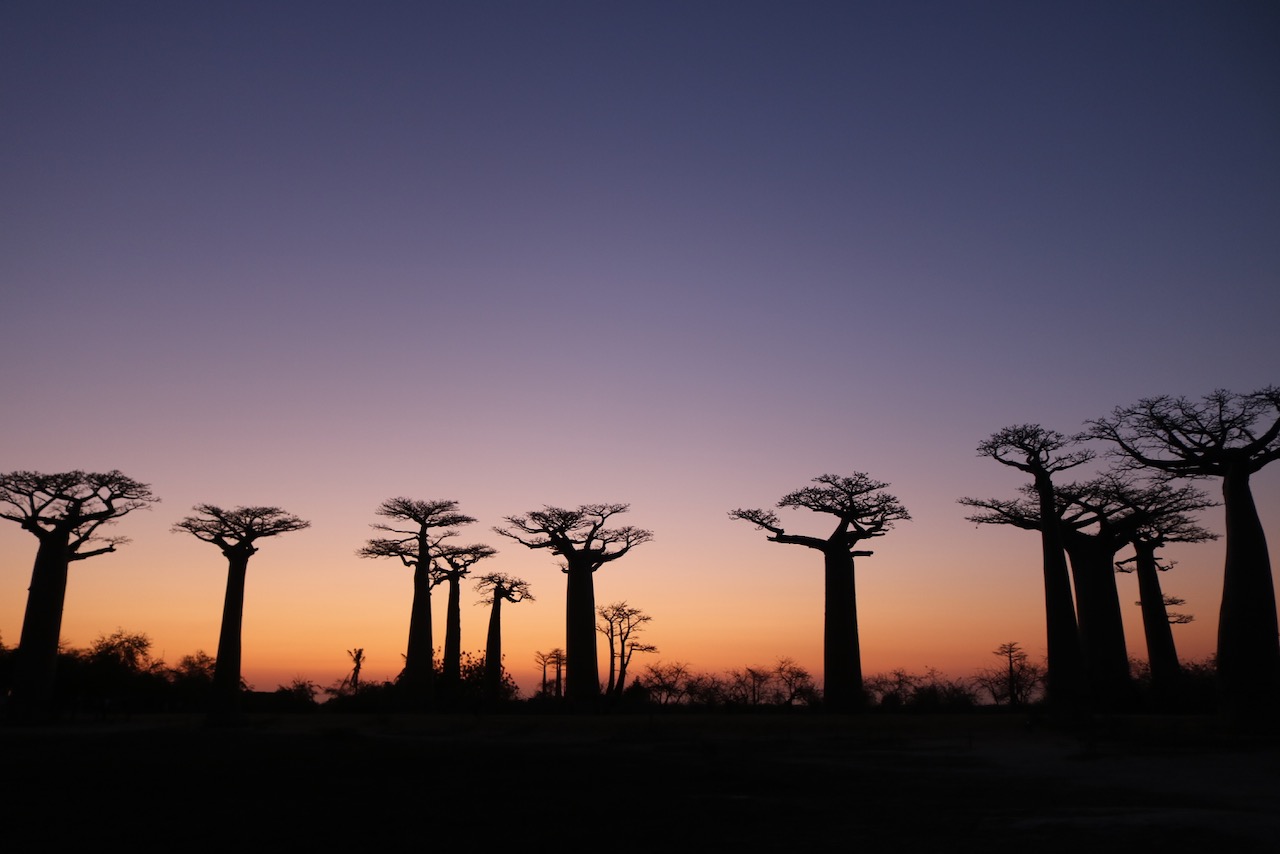 Baobab Tree Wallpapers