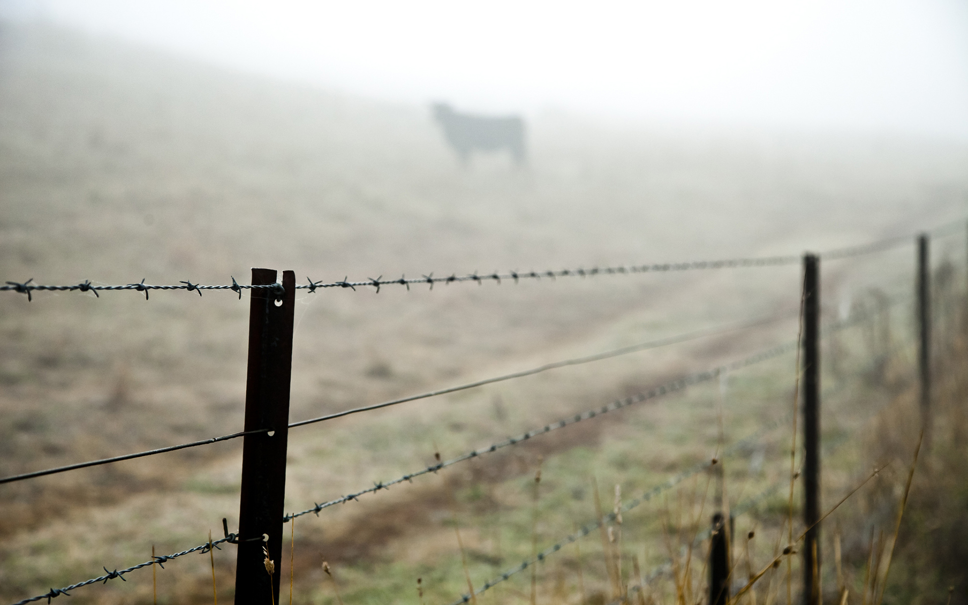 Barb Wire Wallpapers