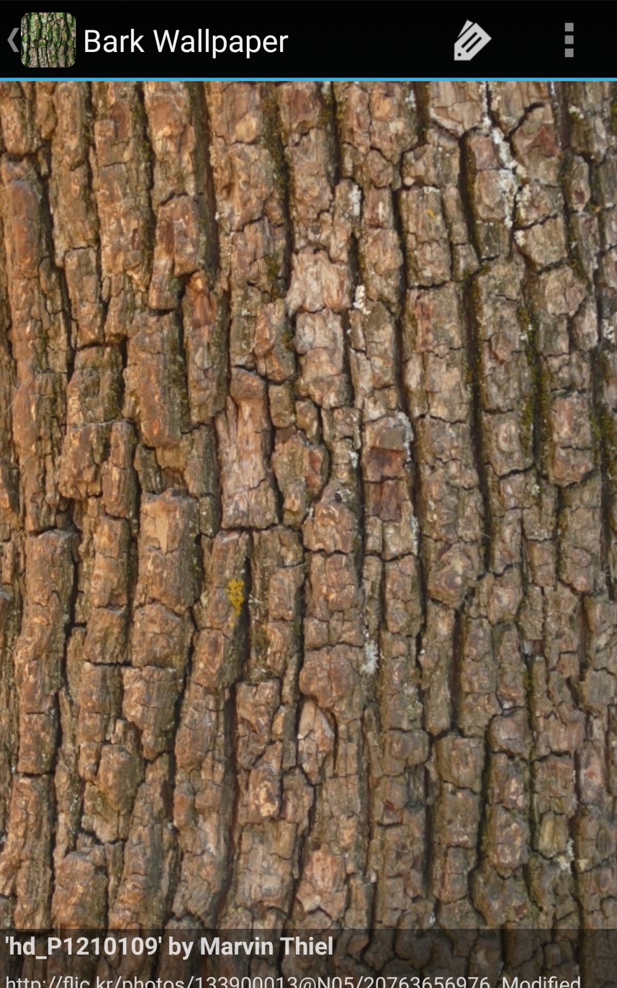 Bark Wall Paper Wallpapers