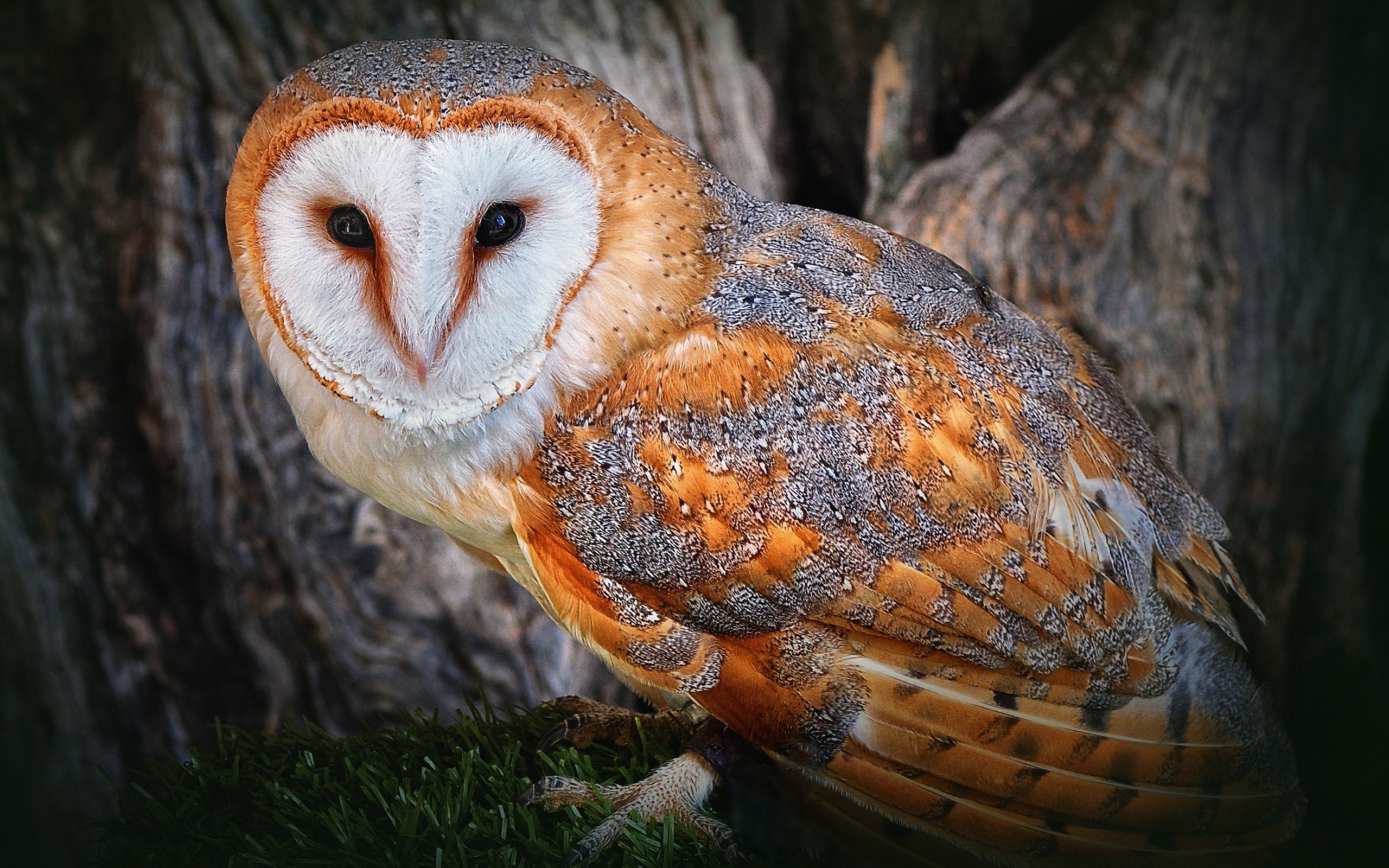 Barn Owl Wallpapers