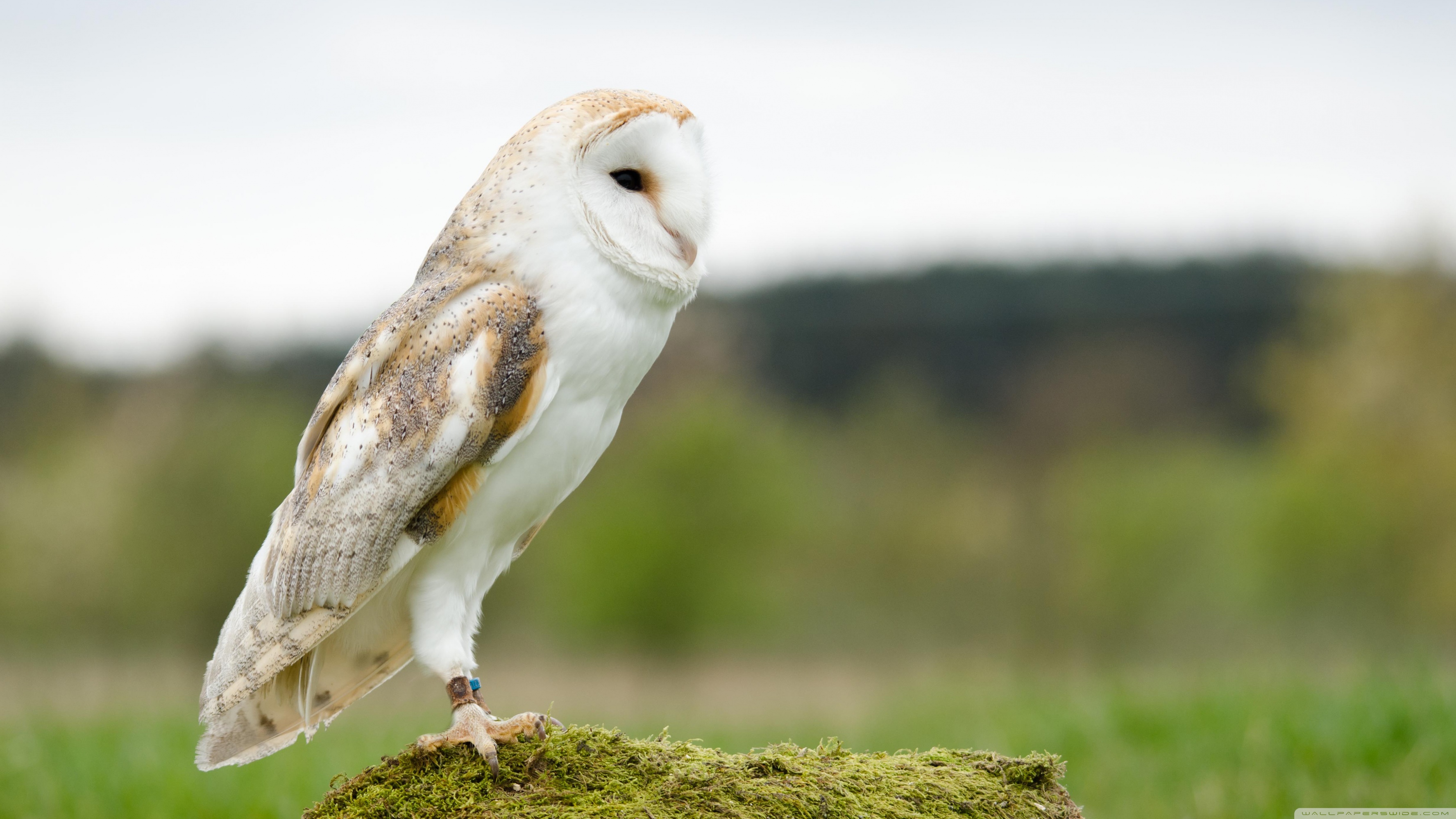 Barn Owl Wallpapers