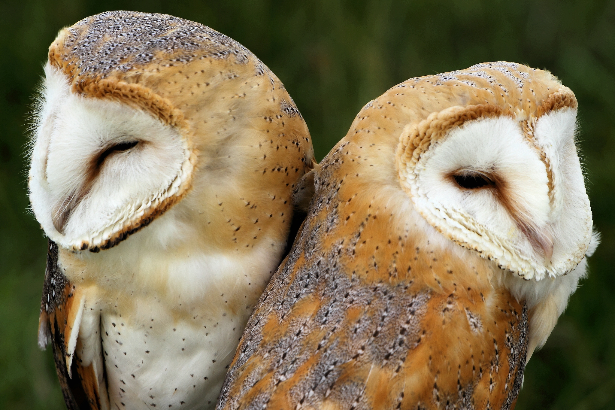 Barn Owl Wallpapers