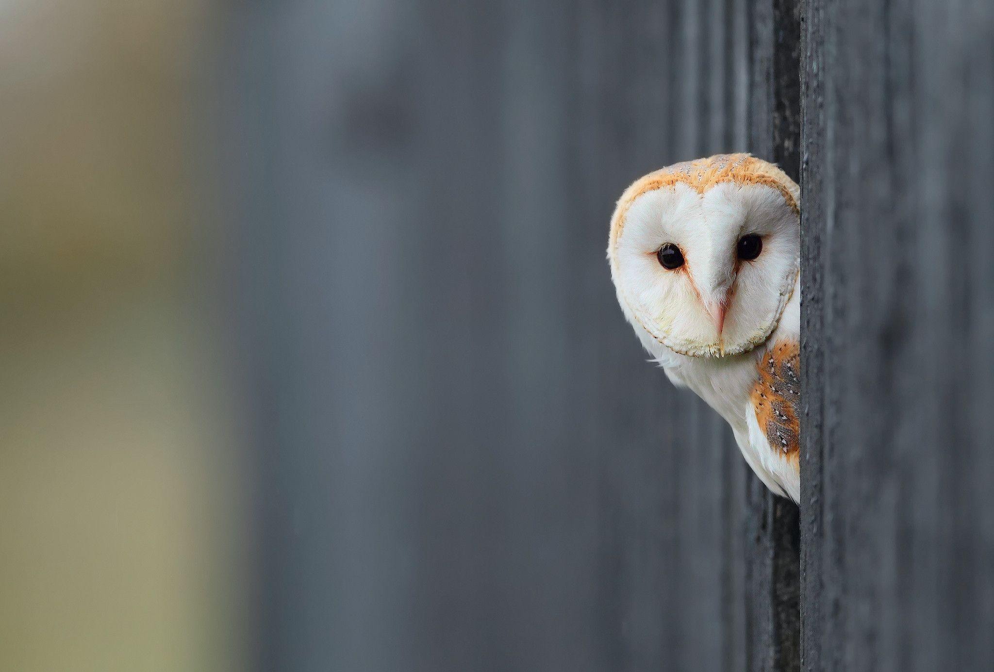 Barn Owl Wallpapers