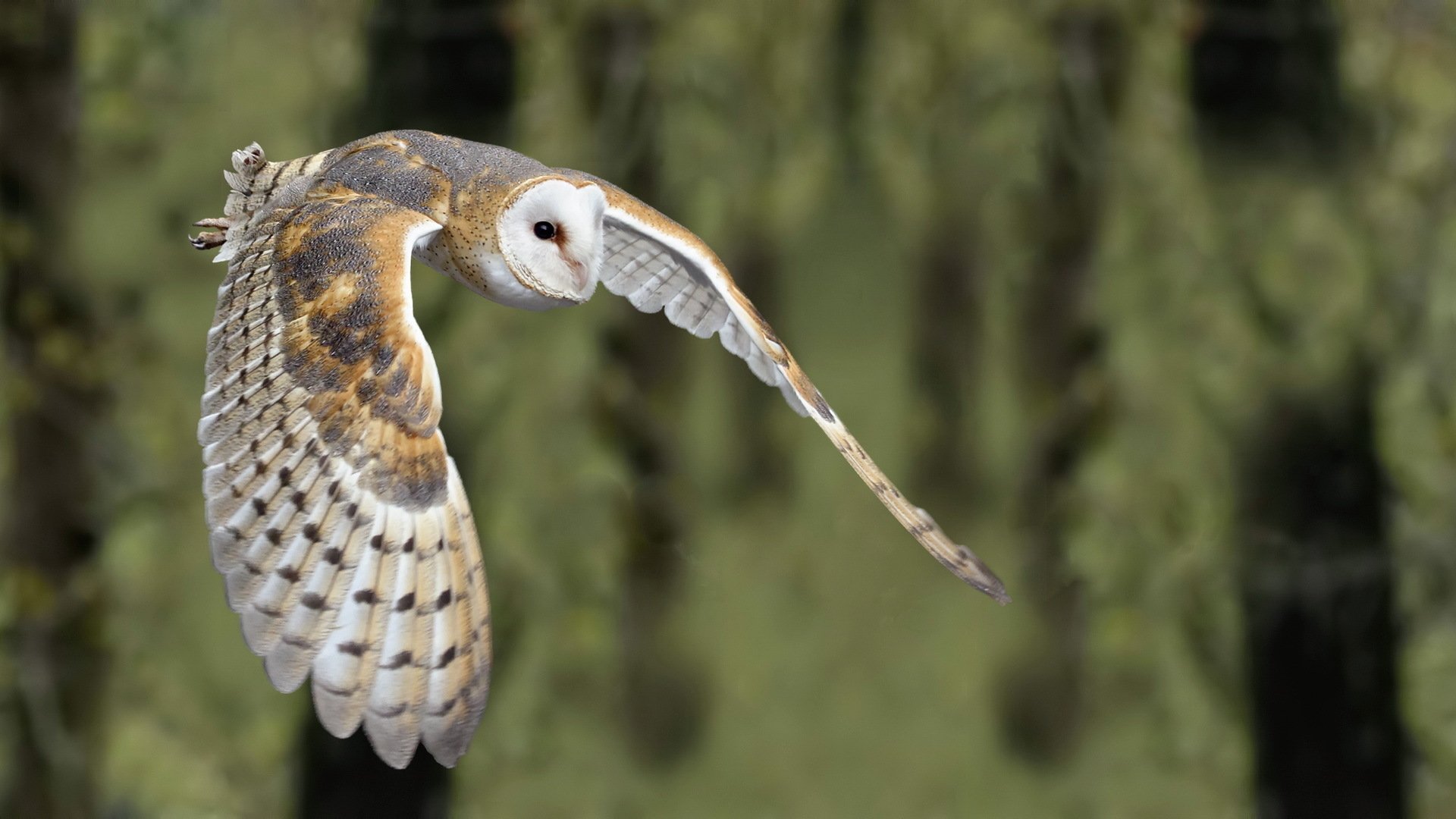 Barn Owl Wallpapers