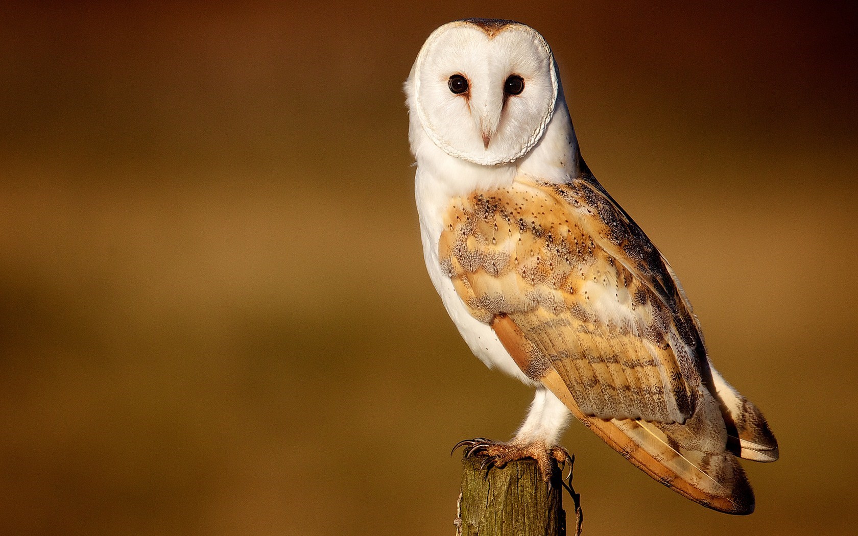 Barn Owl Wallpapers