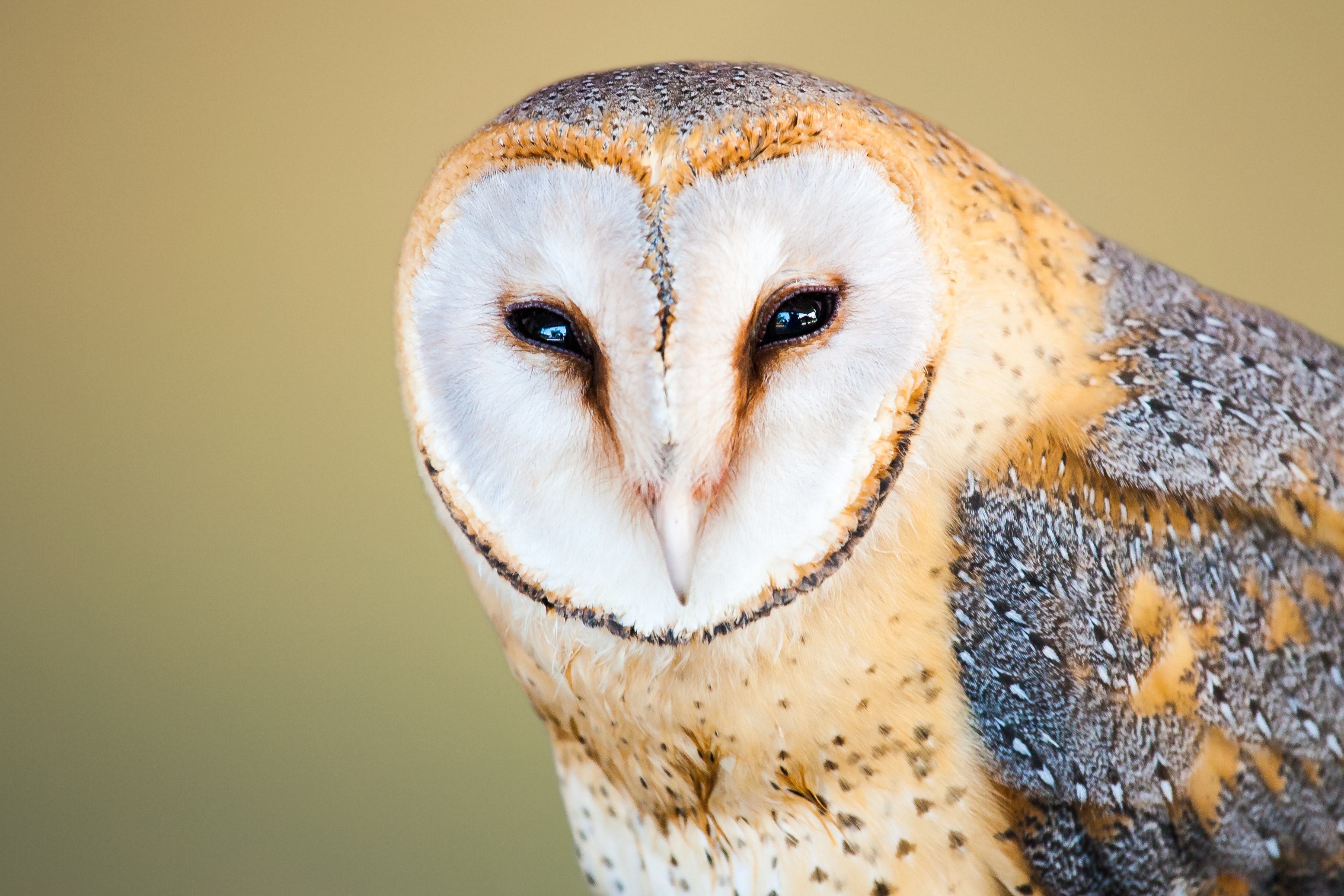 Barn Owl Wallpapers