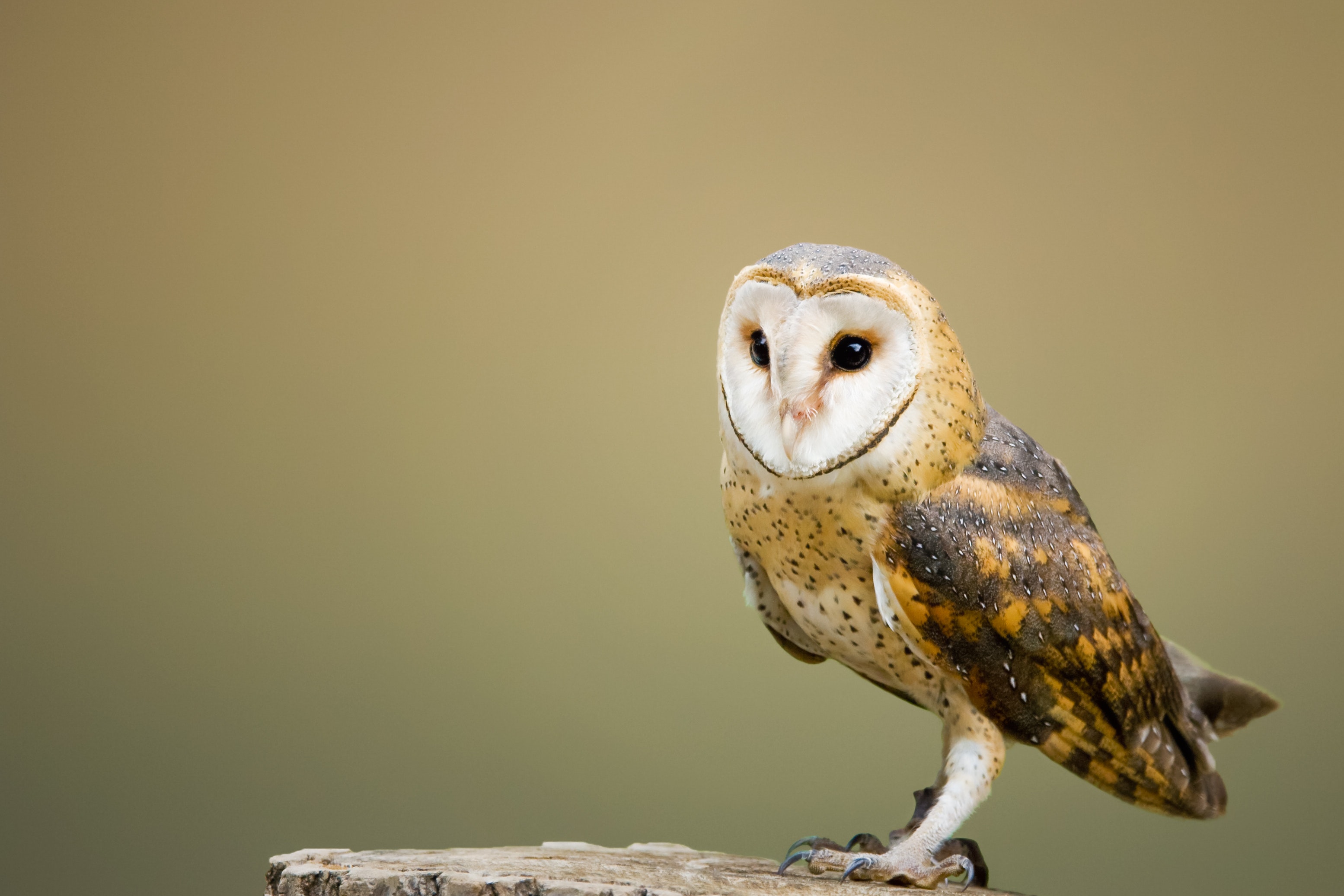 Barn Owl Wallpapers