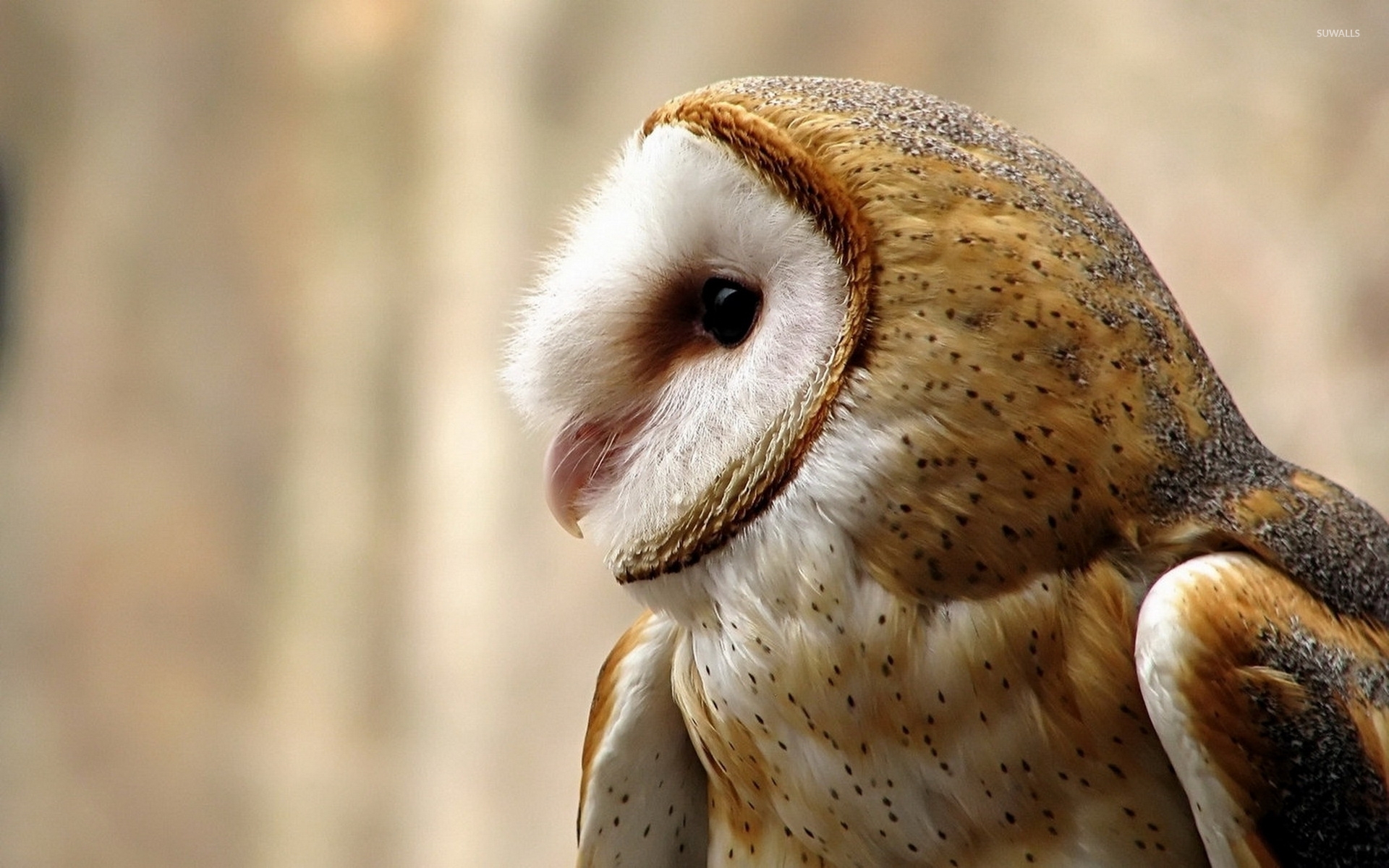 Barn Owl Wallpapers