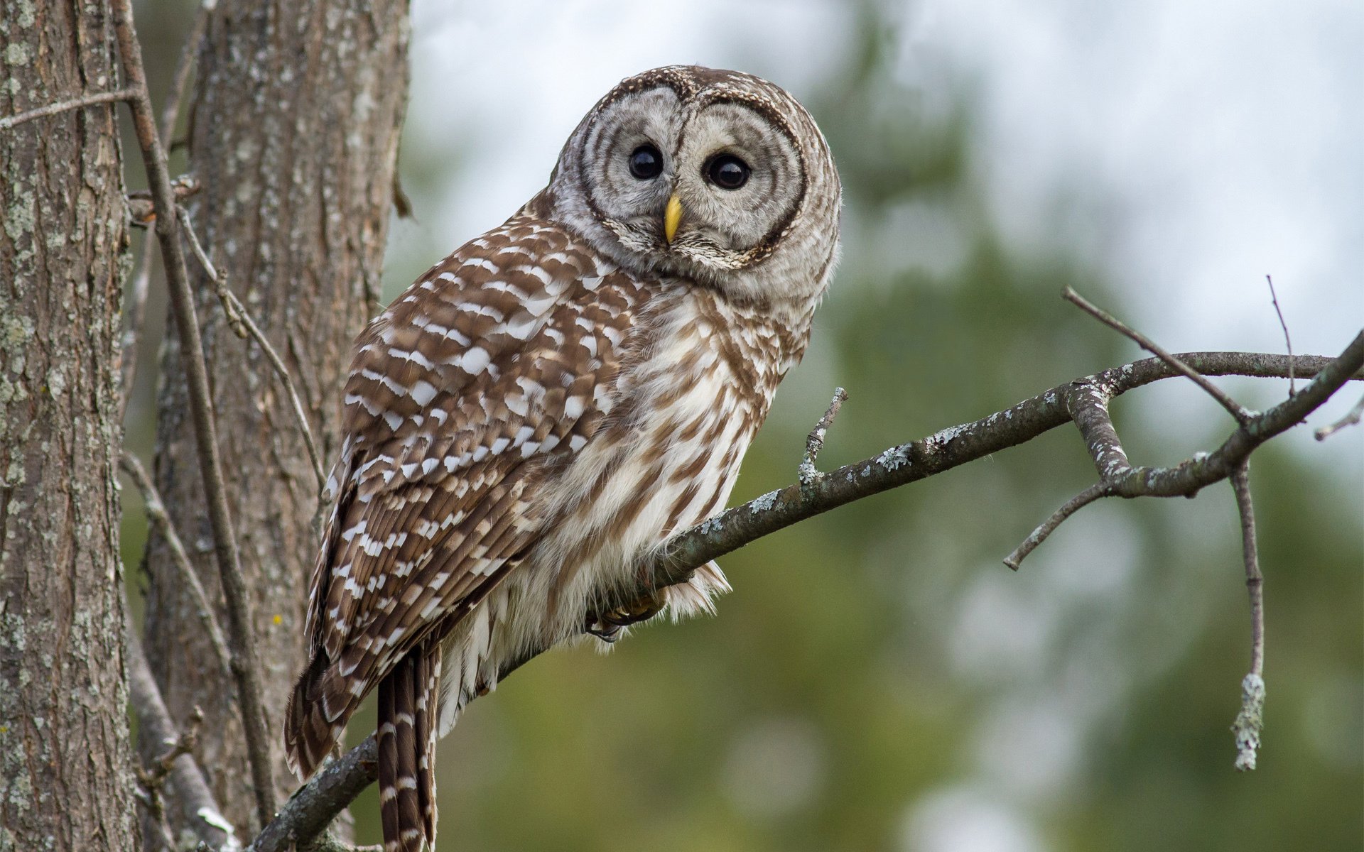 Barred Owl Wallpapers