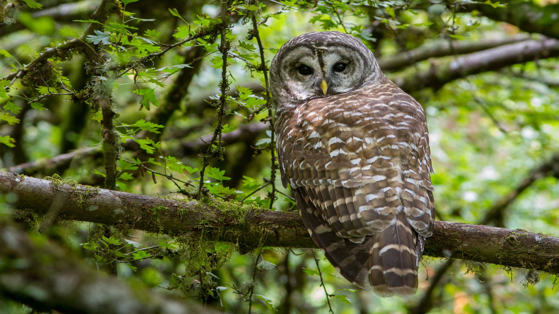 Barred Owl Wallpapers