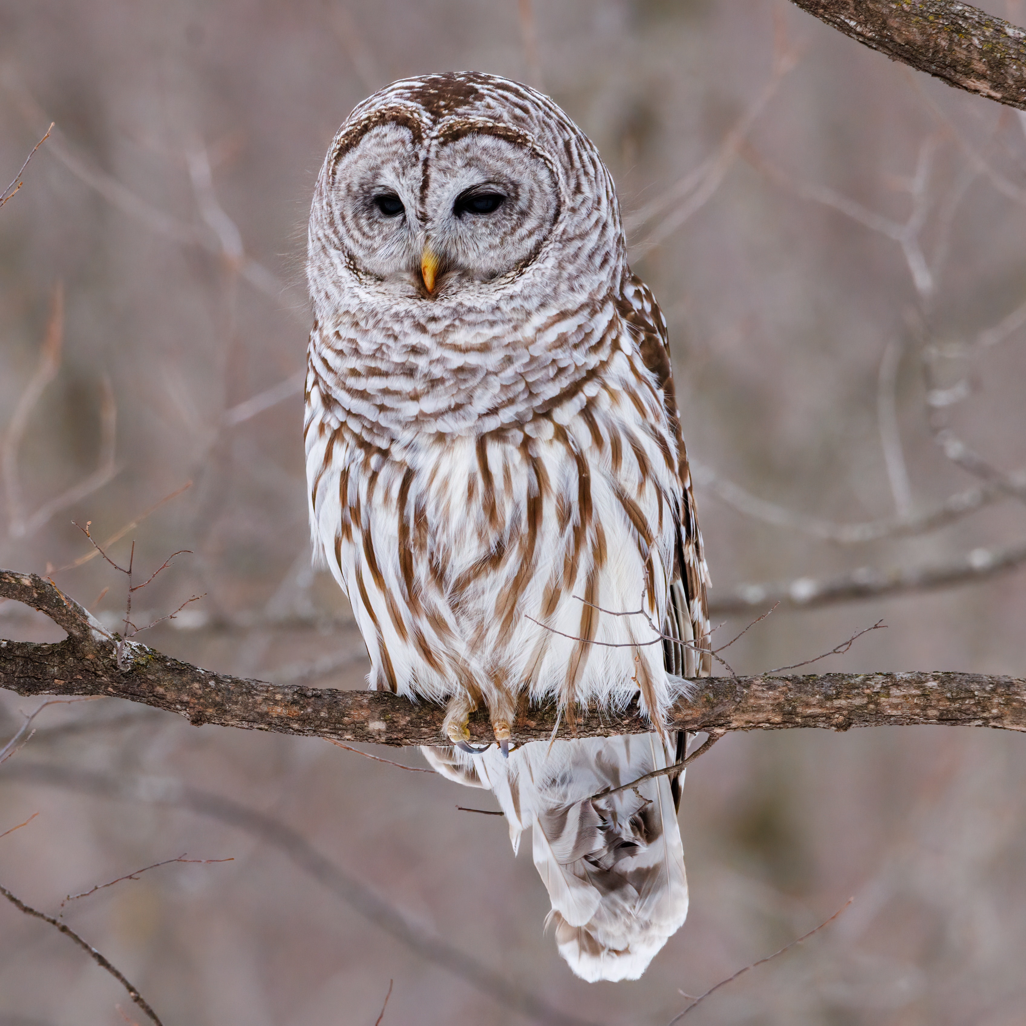 Barred Owl Wallpapers