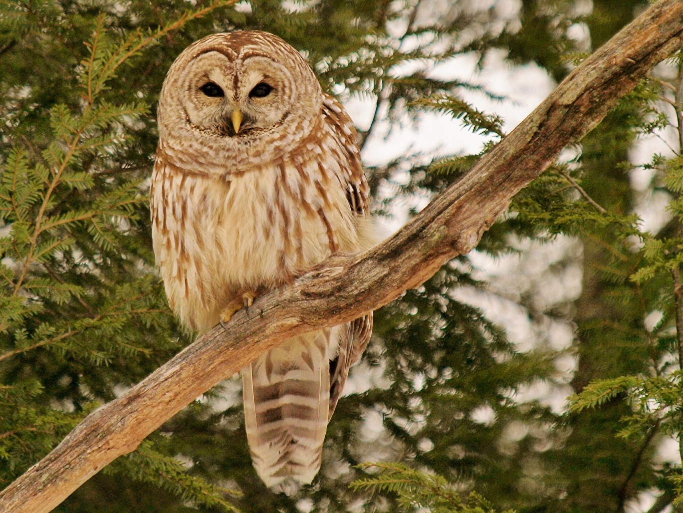 Barred Owl Wallpapers