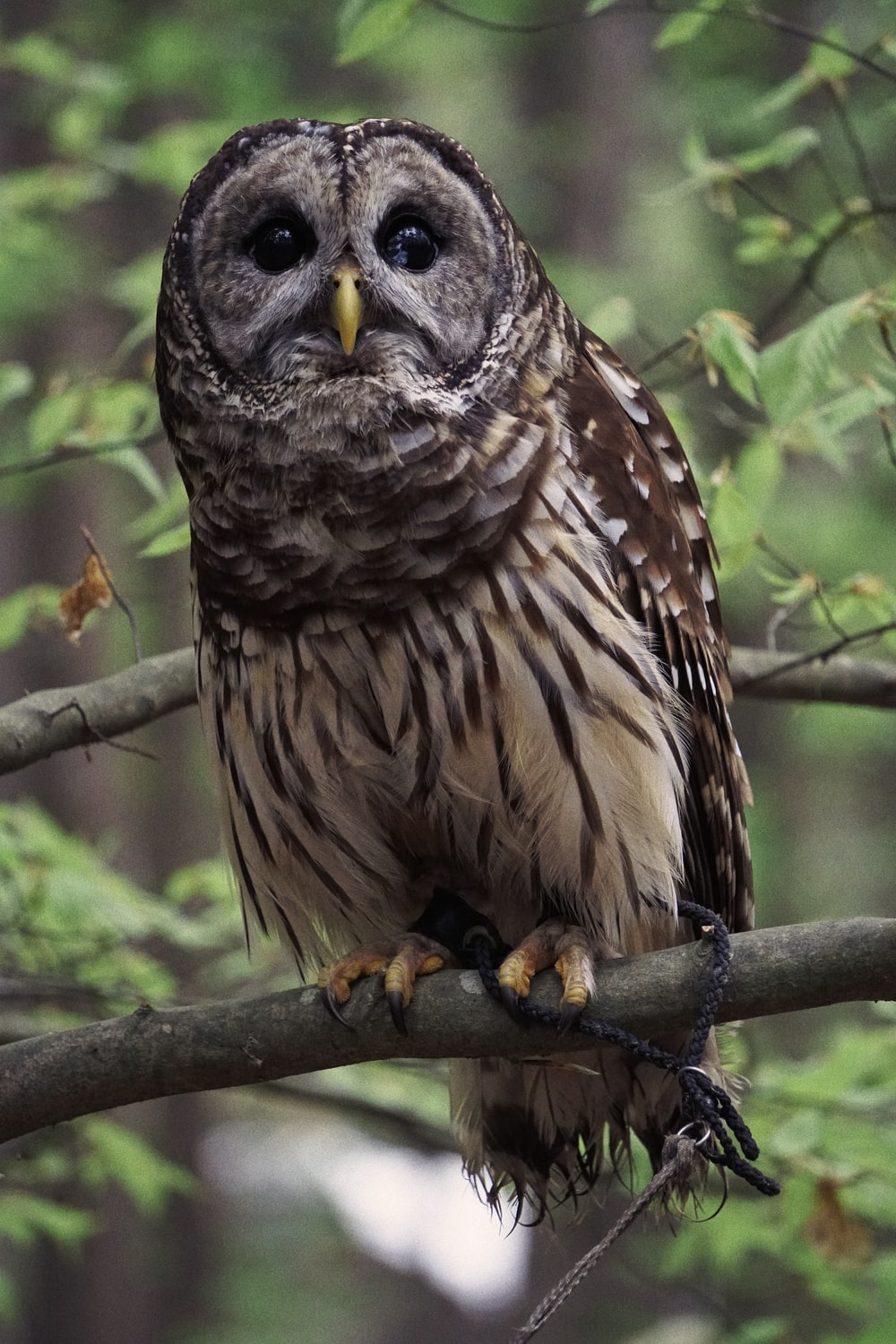 Barred Owl Wallpapers