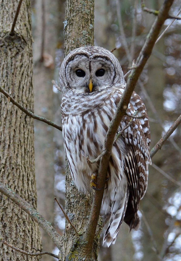 Barred Owl Wallpapers