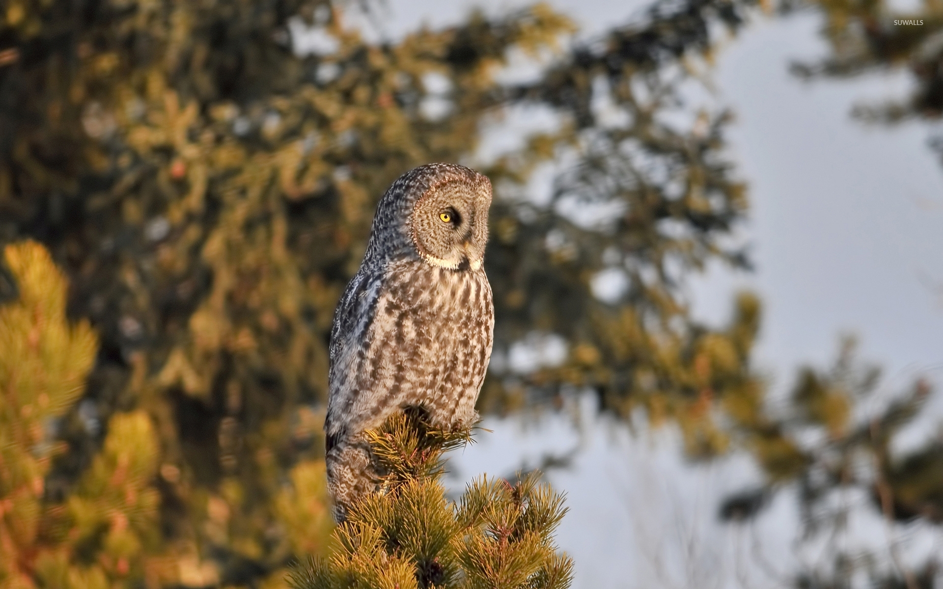 Barred Owl Wallpapers