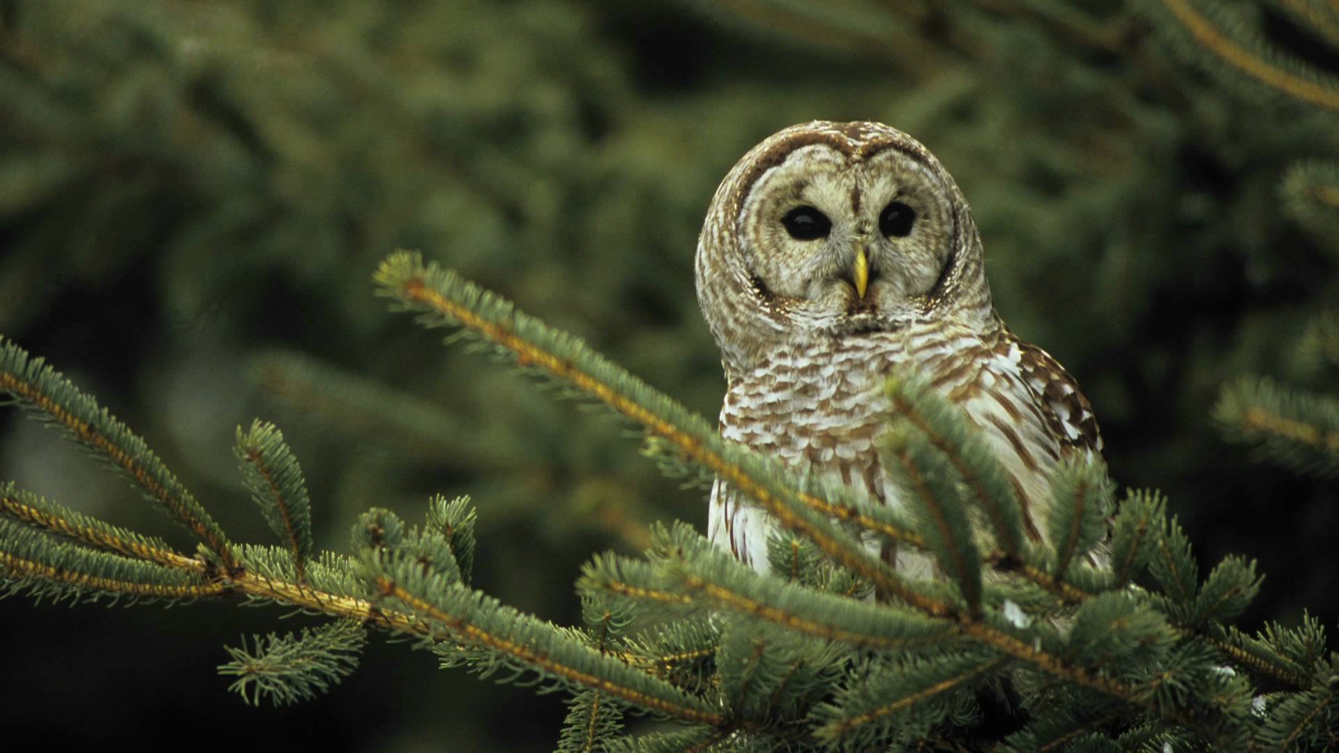 Barred Owl Wallpapers