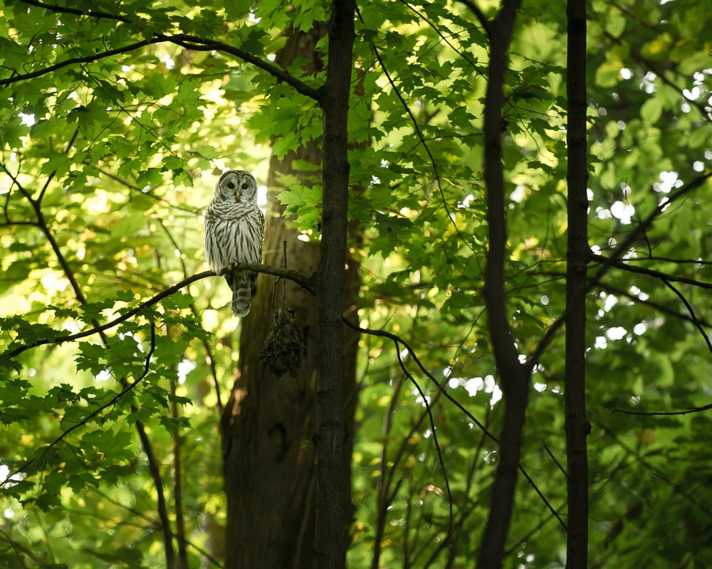 Barred Owl Wallpapers