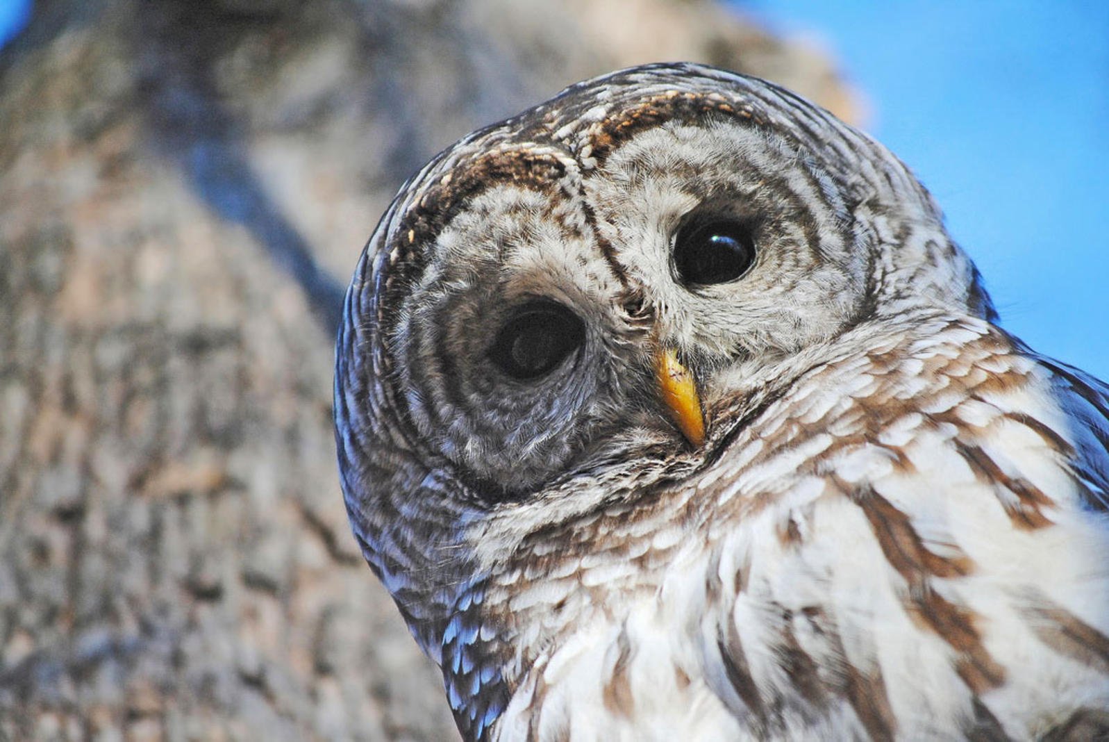 Barred Owl Wallpapers