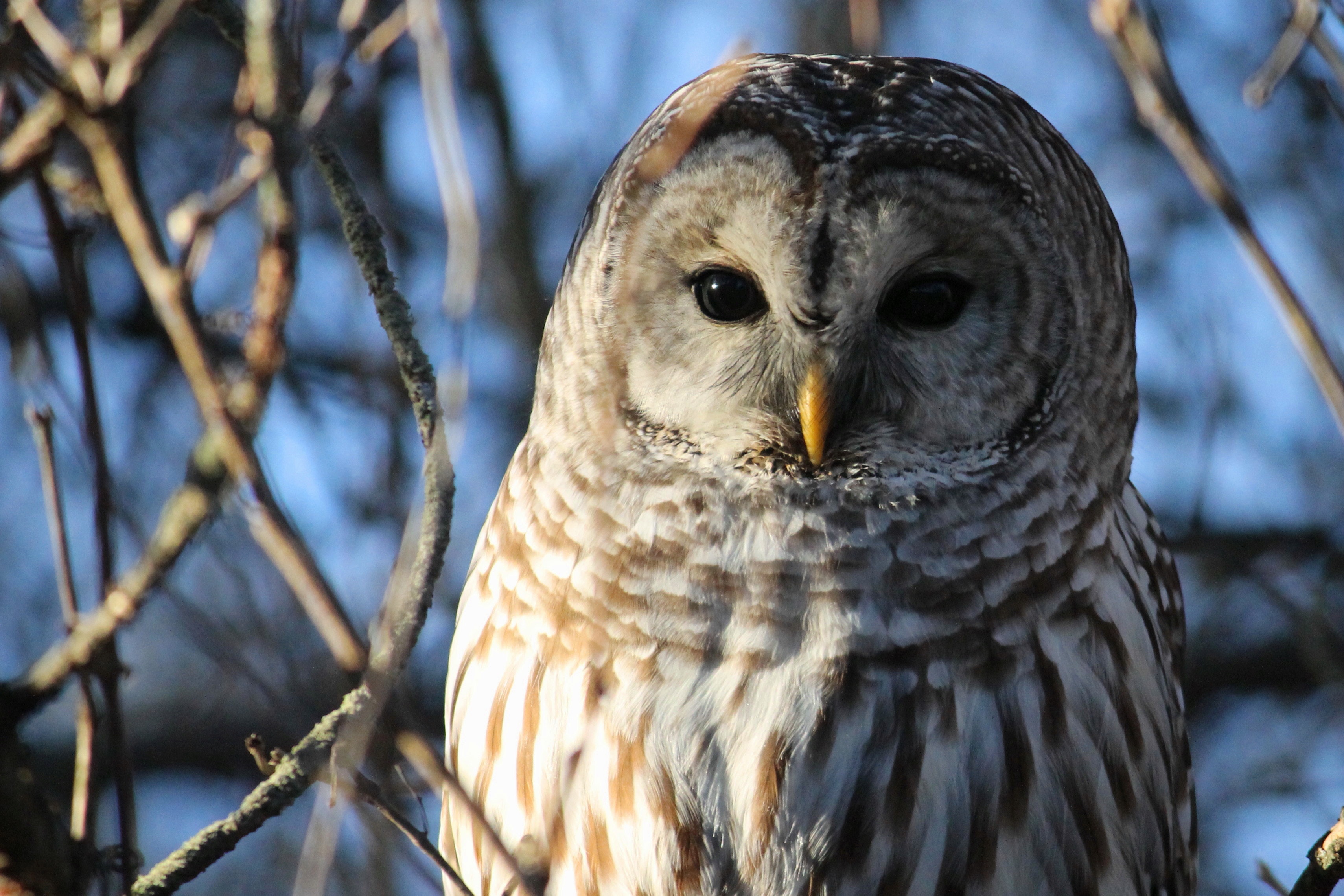 Barred Owl Wallpapers