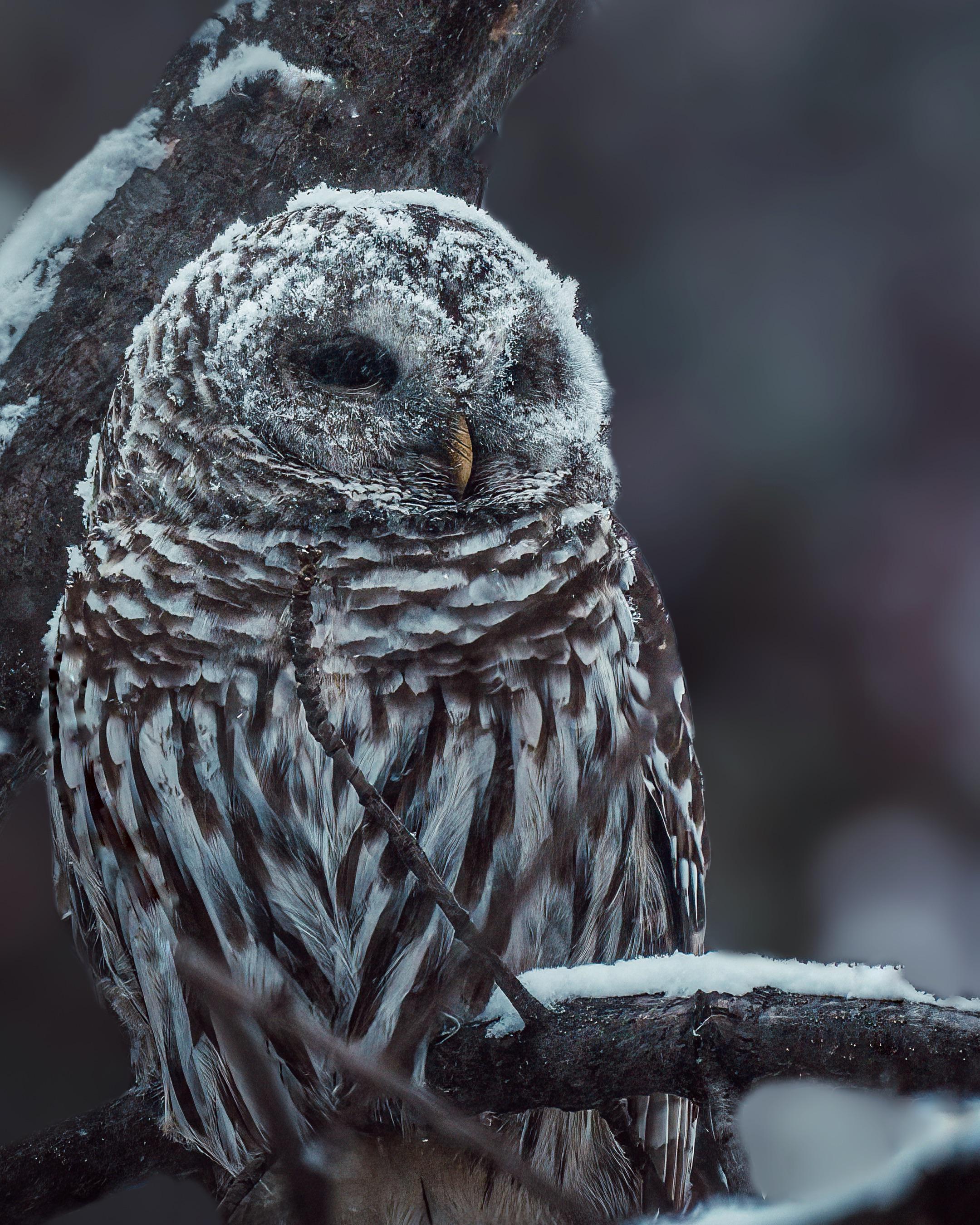 Barred Owl Wallpapers