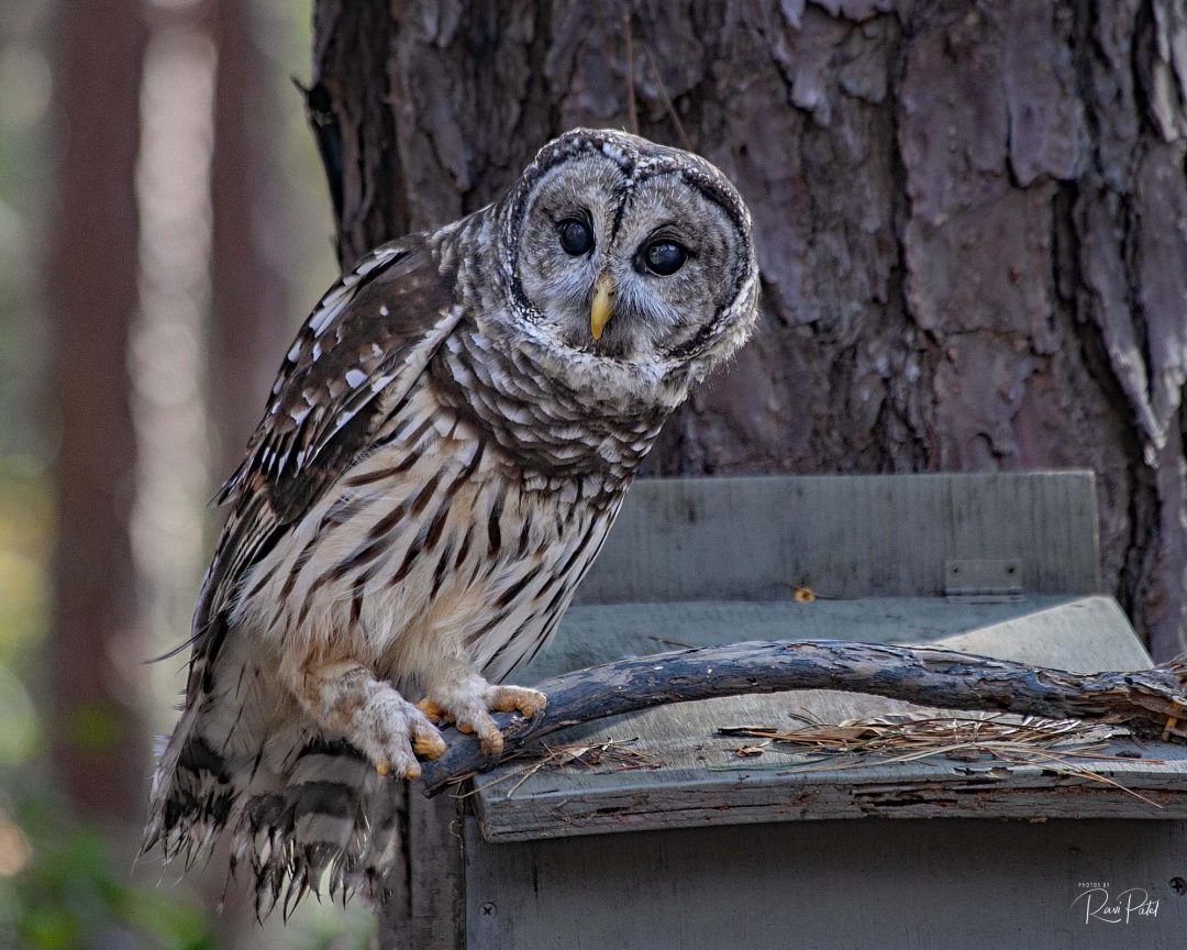 Barred Owl Wallpapers