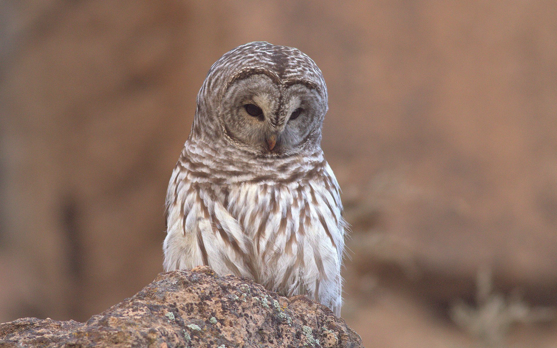 Barred Owl Wallpapers