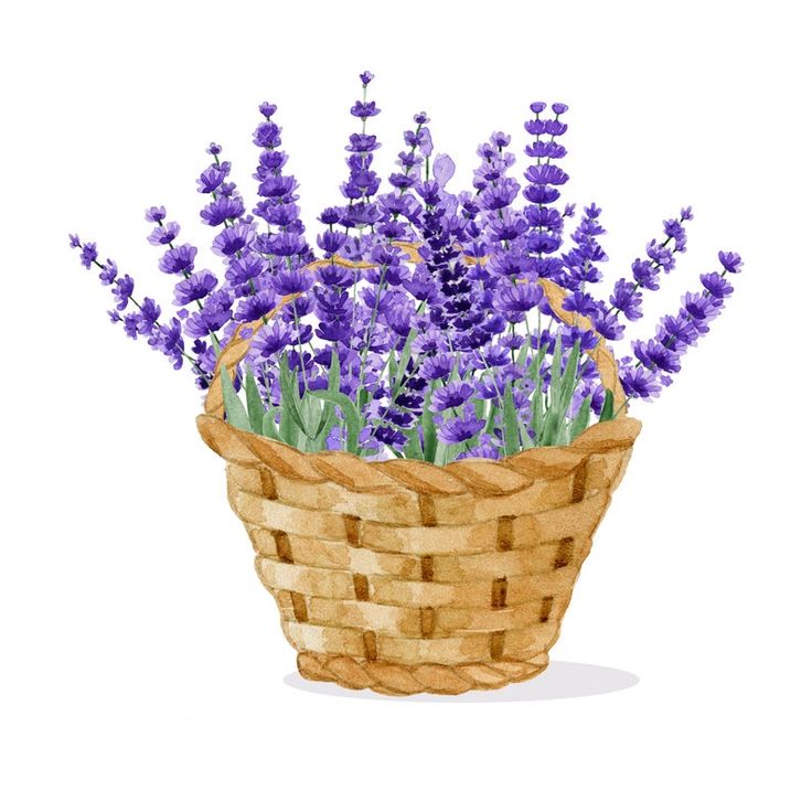 Basket Of Lavender Purple Flower Wallpapers