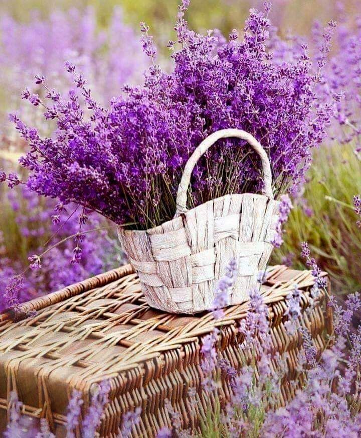 Basket Of Lavender Purple Flower Wallpapers