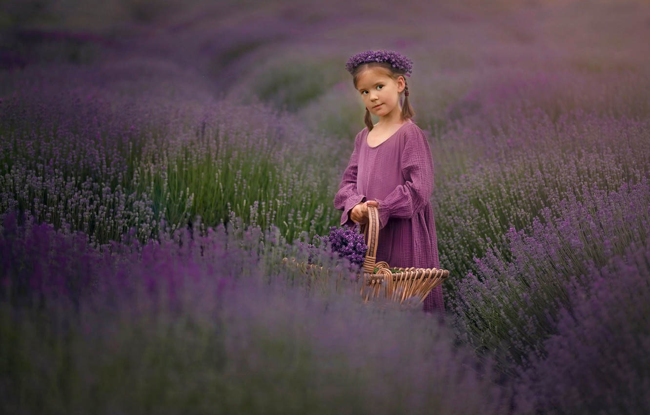 Basket Of Lavender Purple Flower Wallpapers