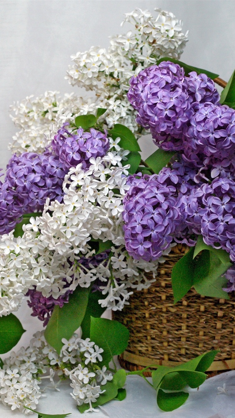 Basket Of Lavender Purple Flower Wallpapers