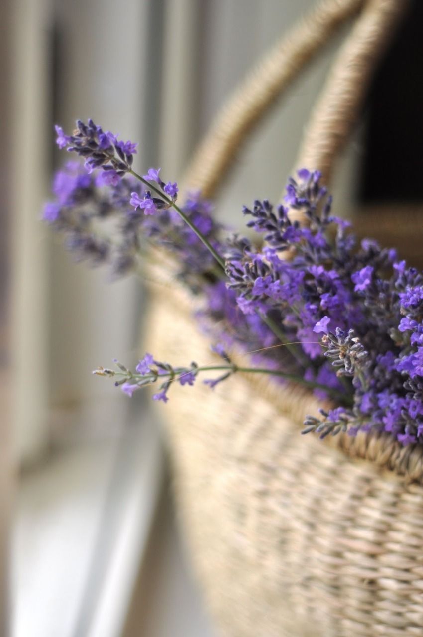 Basket Of Lavender Purple Flower Wallpapers