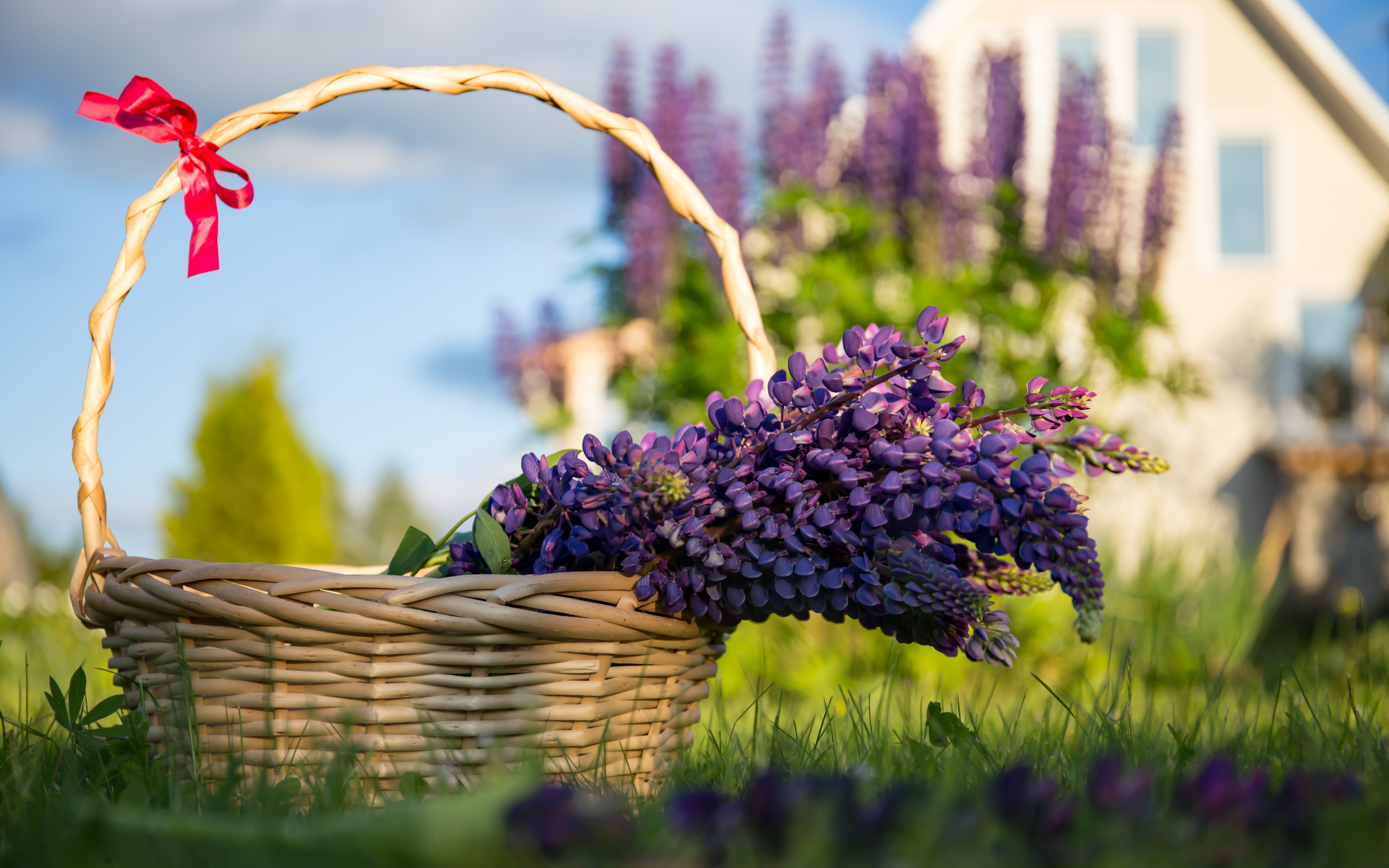 Basket Of Lavender Purple Flower Wallpapers