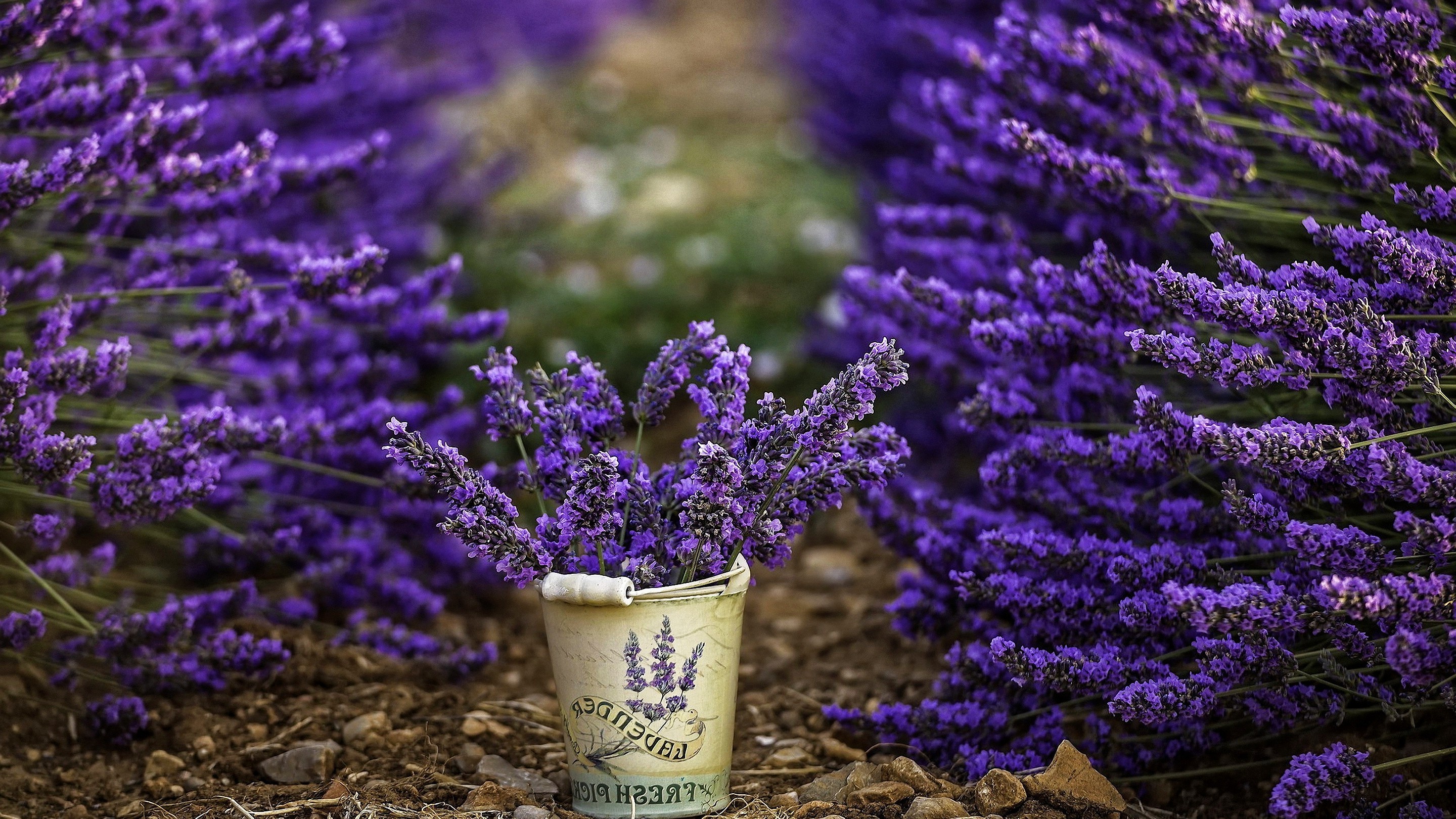 Basket Of Lavender Purple Flower Wallpapers