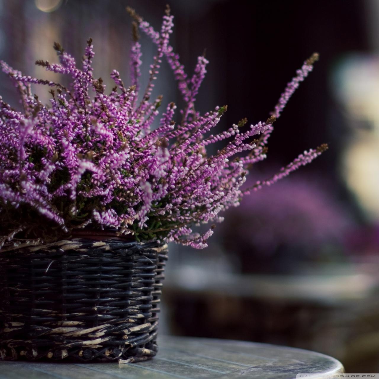 Basket Of Lavender Purple Flower Wallpapers