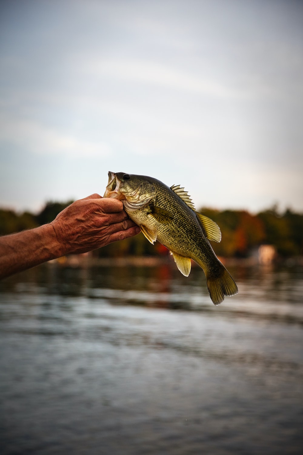 Bass Fishing Wallpapers