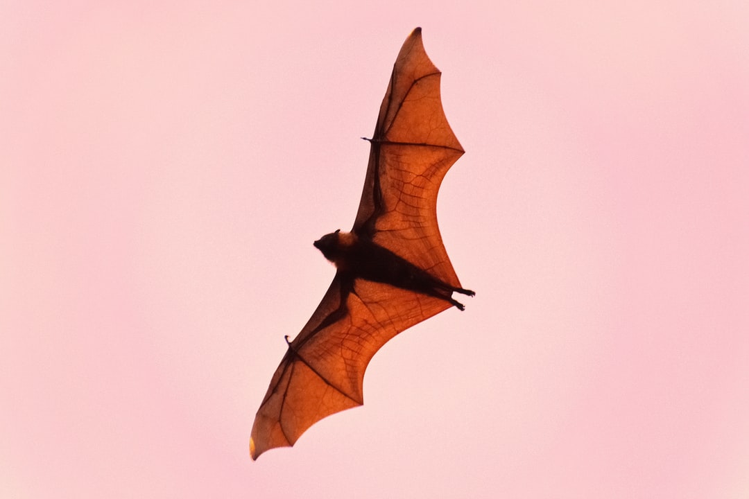 Bat Wallpapers