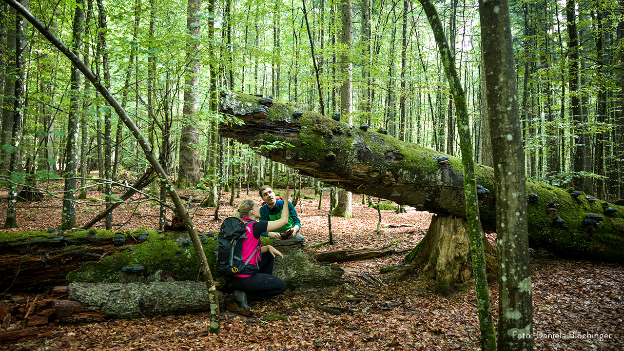 Bavarian Forest National Park Wallpapers