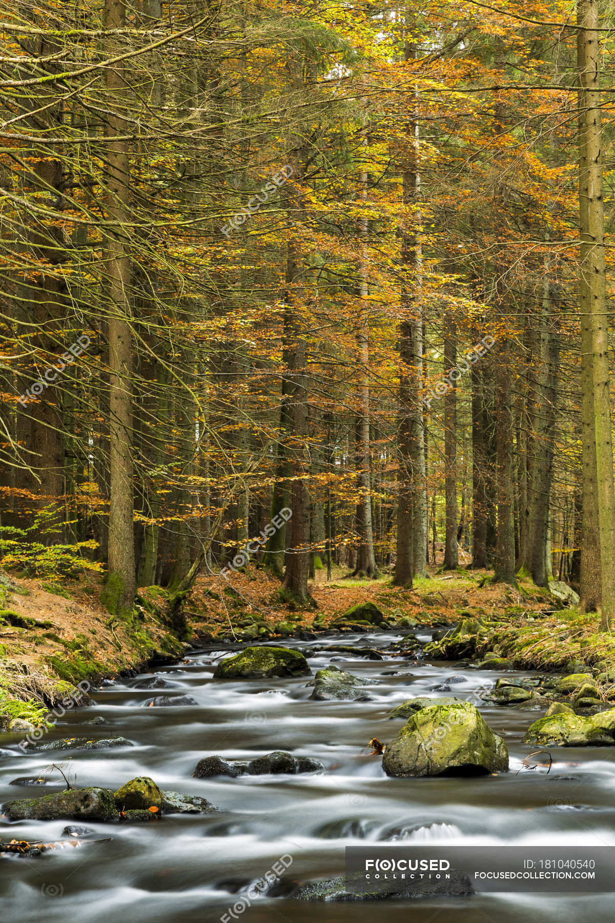 Bavarian Forest National Park Wallpapers