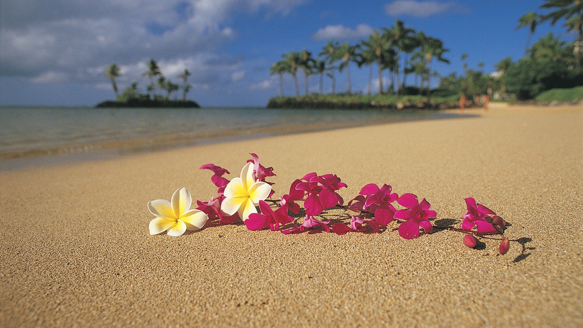 Beach Floral Wallpapers