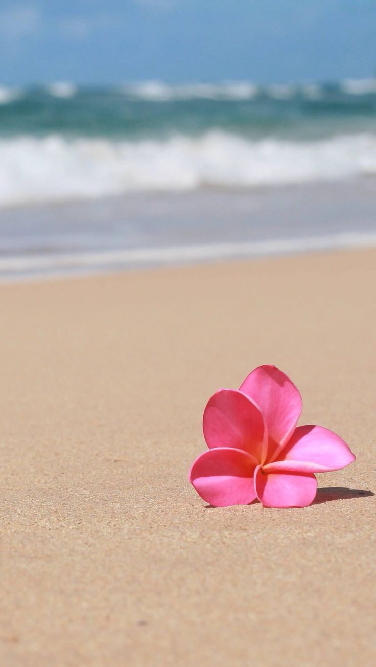 Beach Floral Wallpapers