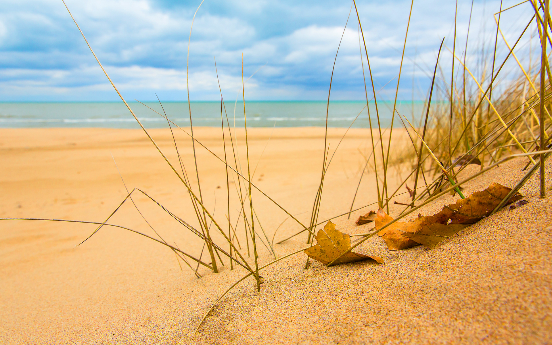 Beach Grass Wallpapers