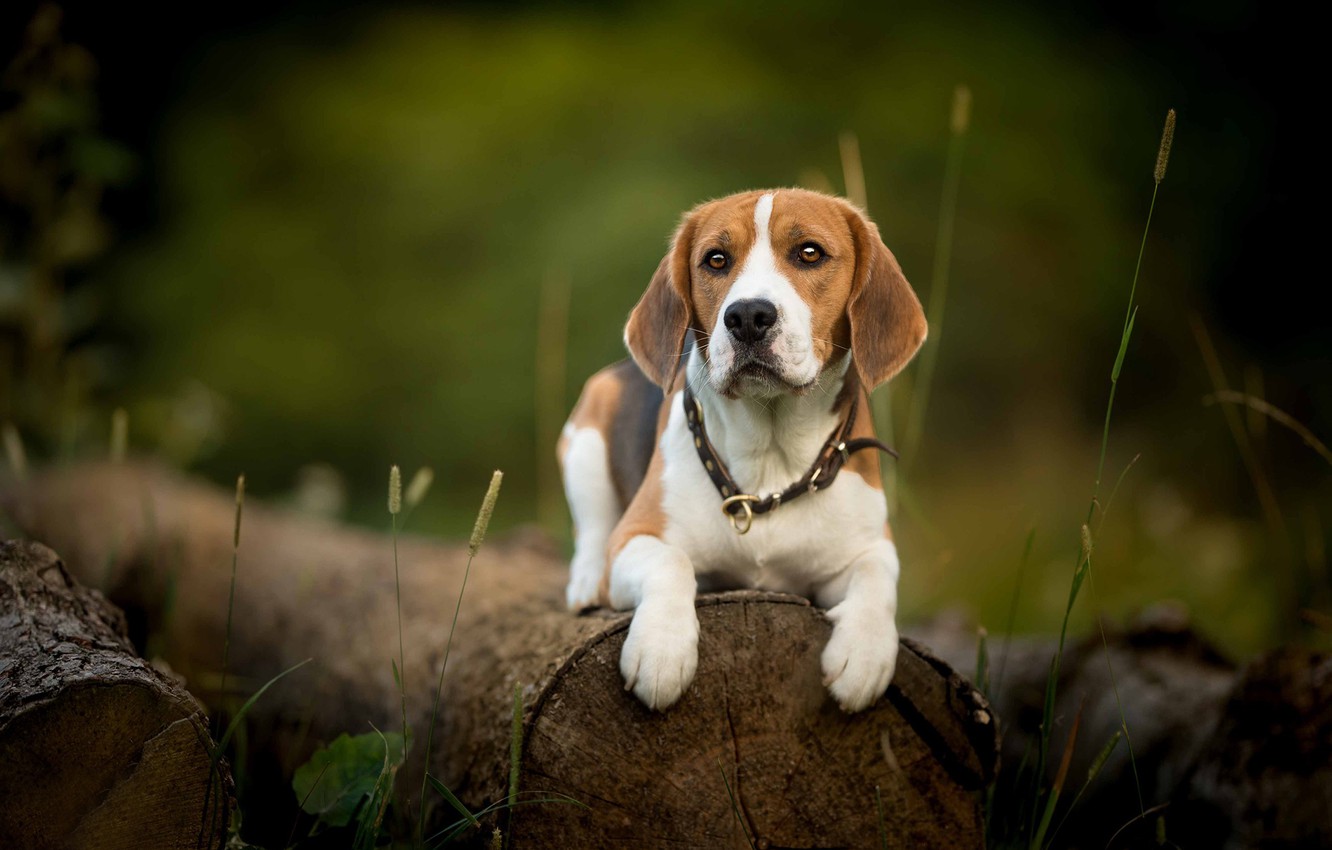 Beagle Wallpapers